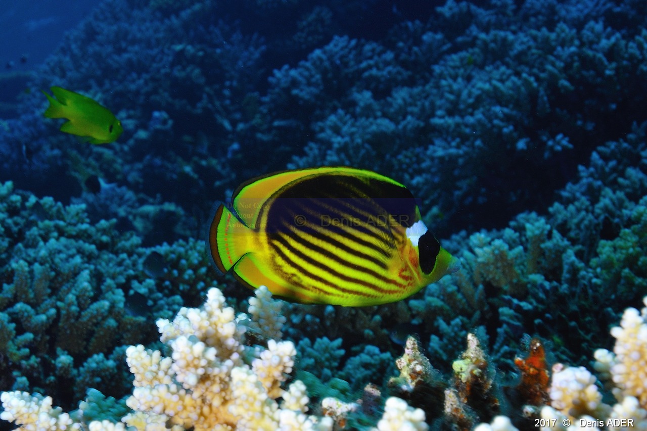 Chaetodon fasciatus Poisson papillon tabac-Safaga Gamul kebir-4m-20171120-Denis-ADER-DSC_3079_tn.jpg